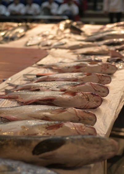 Row of fish laid out for fabrication